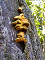 Pseudomerulius curtisii