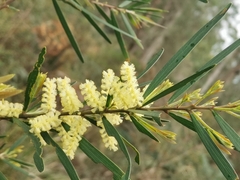 Acacia floribunda