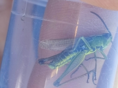 Pseudochorthippus montanus