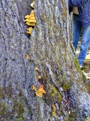 Pseudomerulius curtisii