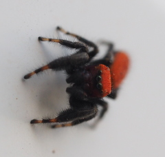 Phidippus cardinalis
