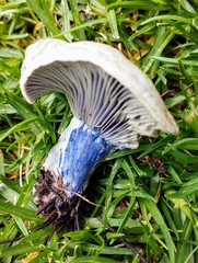 Lactarius indigo