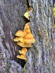 Pseudomerulius curtisii