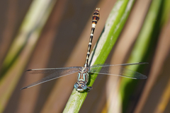 Erpetogomphus lampropeltis