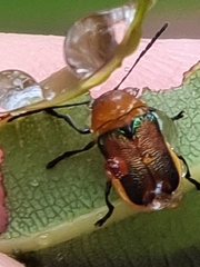 Aporocera