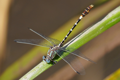 Erpetogomphus lampropeltis