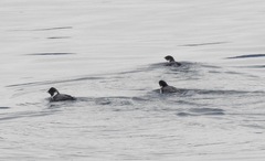 Synthliboramphus antiquus