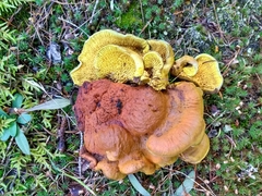 Pseudomerulius curtisii