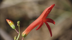 Penstemon labrosus