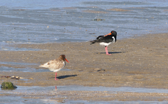 Haematopus longirostris