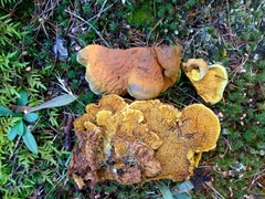 Pseudomerulius curtisii