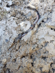 Lumbricus terrestris