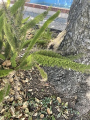 Asparagus densiflorus