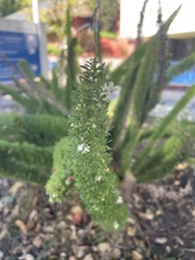 Asparagus densiflorus