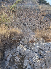 Euphorbia dendroides