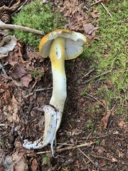 Tricholoma subluteum
