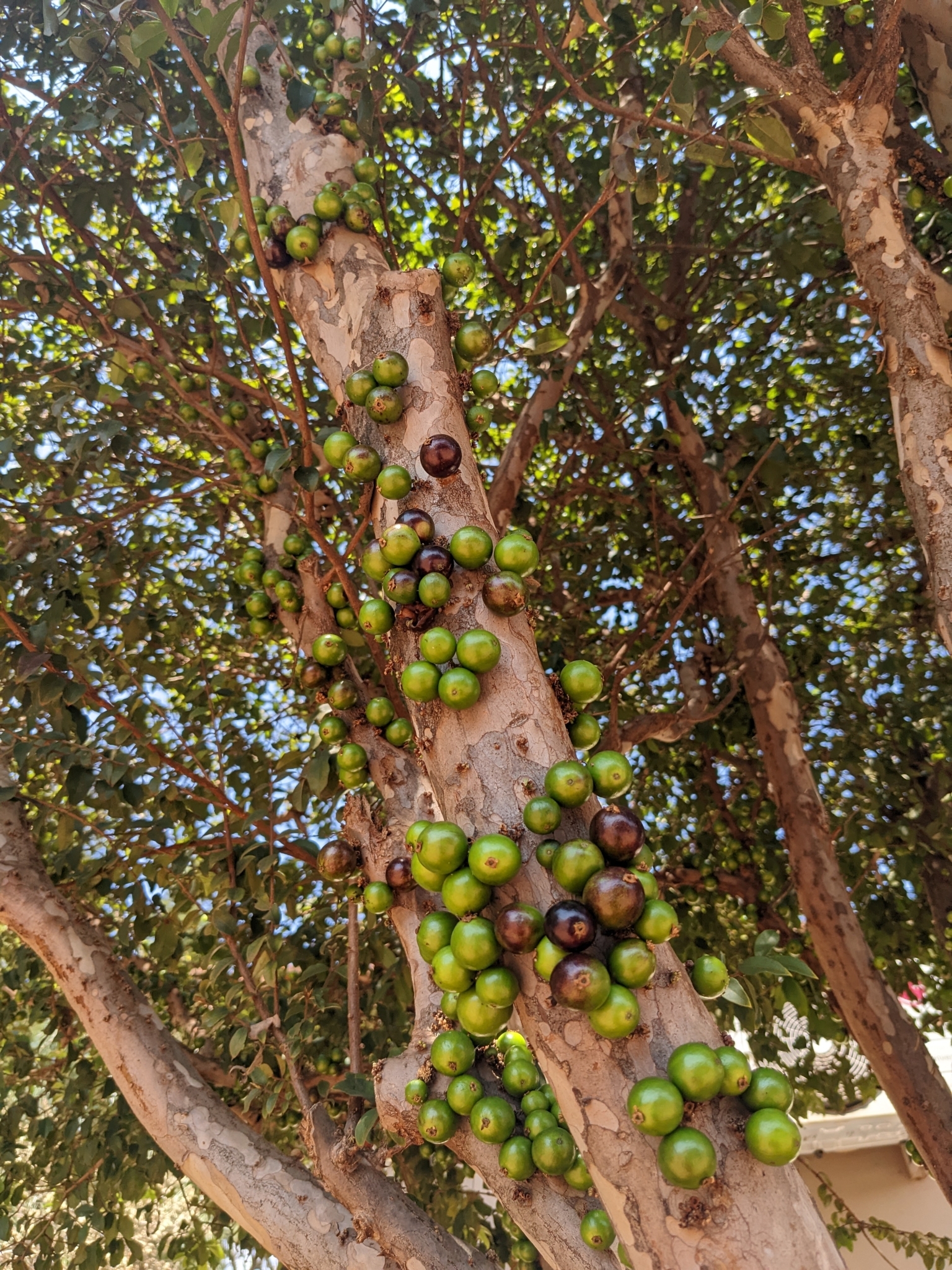 Plinia cauliflora