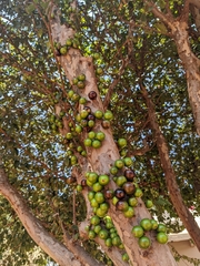 Plinia cauliflora