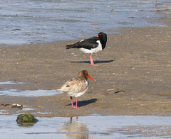 Haematopus longirostris