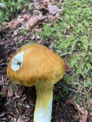 Tricholoma subluteum