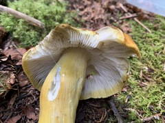 Tricholoma subluteum
