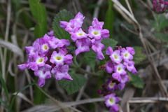 Lantana megapotamica