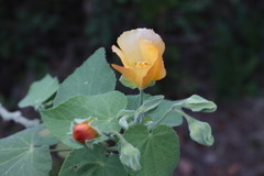 Abutilon grandifolium