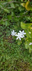 Jasminum auriculatum