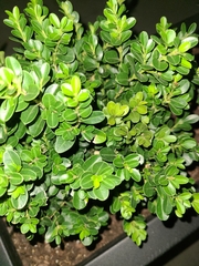 Buxus microphylla