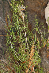 Brickellia longifolia multiflora
