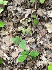 Acericecis ocellaris