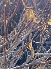 Euphorbia dendroides