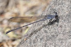 Argia lugens