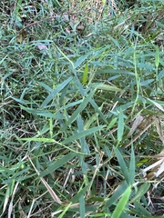 Muhlenbergia schreberi