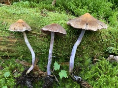Cortinarius evernius