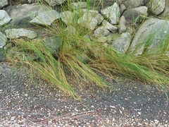 Sporobolus pumilus