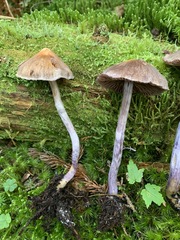 Cortinarius evernius