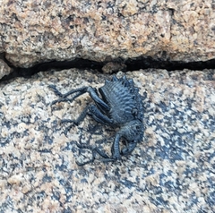 Brachycerus