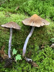 Cortinarius evernius