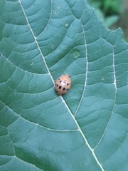 Epilachna tredecimnotata