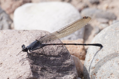 Argia lugens