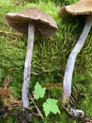 Cortinarius evernius