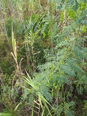 Sesbania vesicaria