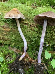 Cortinarius evernius