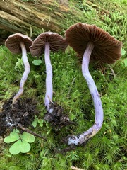 Cortinarius evernius