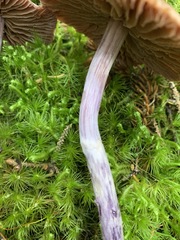 Cortinarius evernius