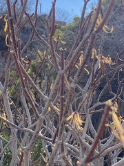 Euphorbia dendroides