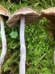 Cortinarius evernius