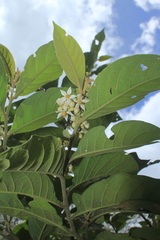 Solanum microleprodes