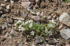 Cerastium beeringianum